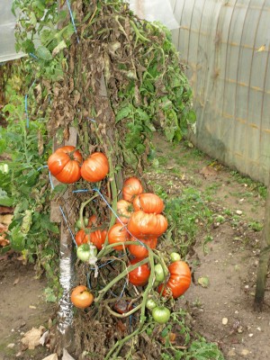 Gorički »Martinov paradajz« še vedno raste